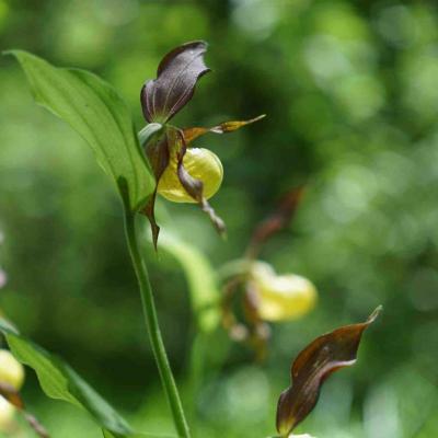 wunderschönes Orchideen-Gebiet im Randen