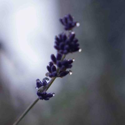Lavendel