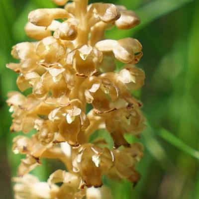 Nestwurz, unscheinbar braun und doch wunderschön