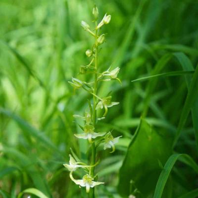 blassgrüne, zarte Orchidee