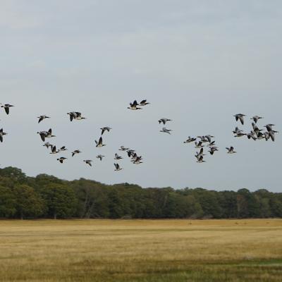 und immer wieder den Ruf der Wildgänse