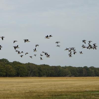 und immer wieder den Ruf der Wildgänse