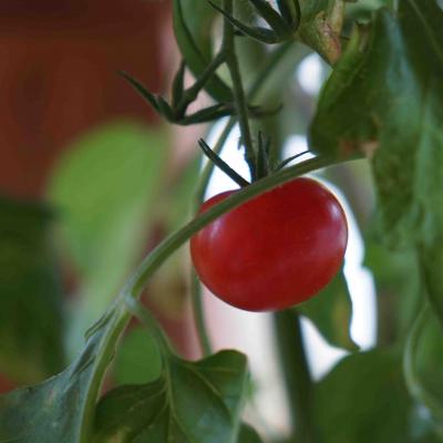 Cherry-Tomaten