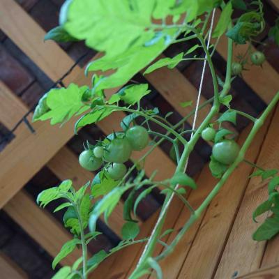 grüne Cherry-Tomaten unter dem Dach