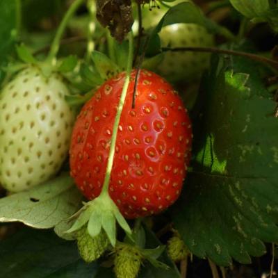 Erdbeeren im November