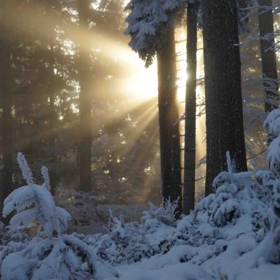 im Winterwald brechen Lichtstrahlen durch die Bäume