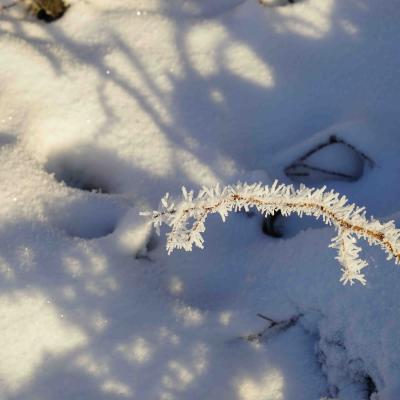 bei minus sieben Grad kann sich der Rauhreif auch im Sonnenlicht halten