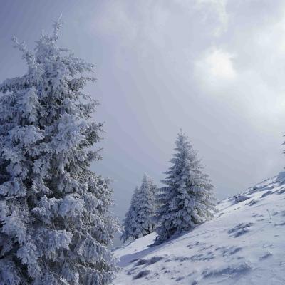 Wind und Schnee verzauberten die Tannen