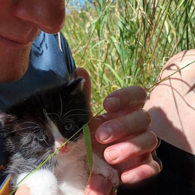 schwarz-weisse Katze in der Hand