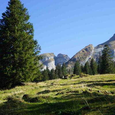 Alpweiden vor den Churfirsten