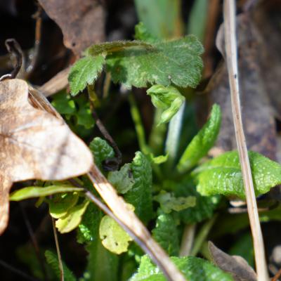 Waldschlüsselblume direkt oberhalb des Bachs