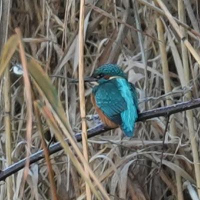 ein Eisvogel ist der finale Höhepunkt