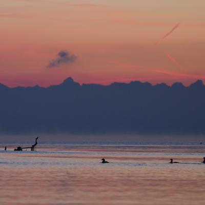 hinter dem seichten Wasser der Salmsacher Bucht tauchen die Österreicher Alpen auf