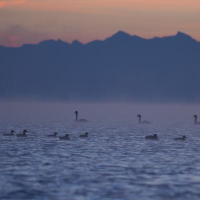 Der verhältnismässig warme Bodensee dampft am frostigen Morgen