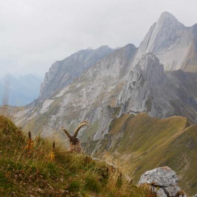 Da liegt er, Altmann und Churfirsten im Blick