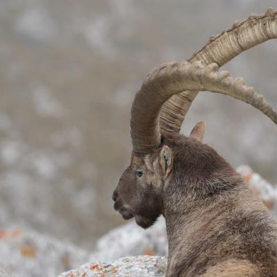 der Steinbock, der König der Berge