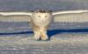 Schneeeule mit ausgebreiteten Flügeln