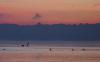 Wasservögel vor dem Horizont der Österreicher Berge